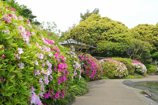 行船公園のツツジ