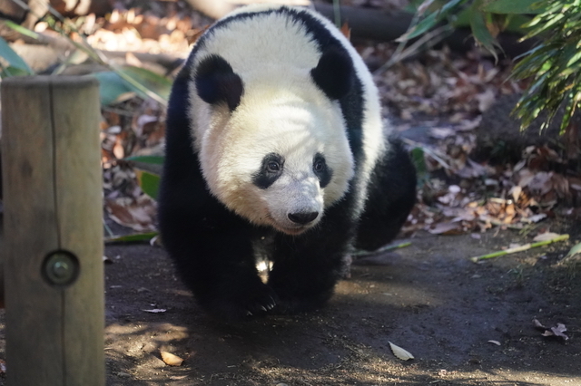 上野動物園のシャンシャン