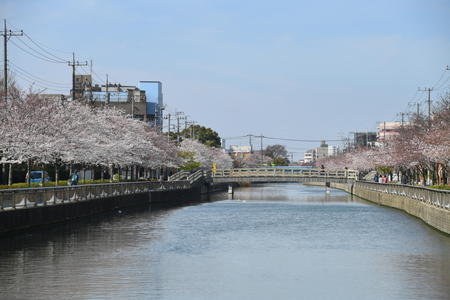 新川千本桜