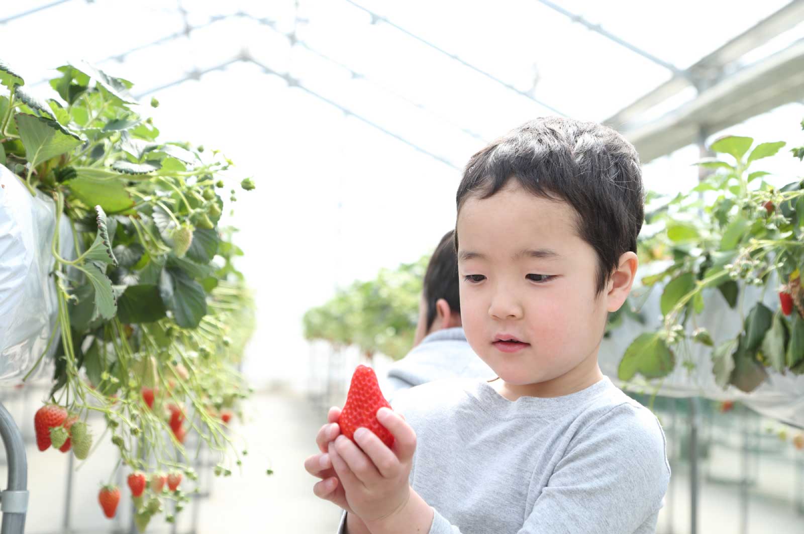 息子を果物狩りに連れていく