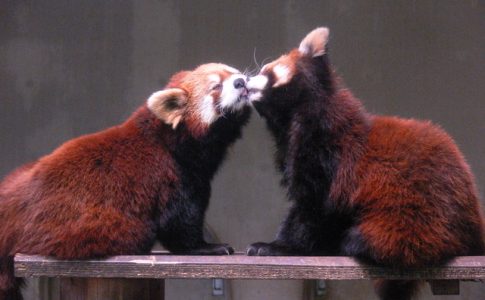 夢見ヶ崎動物公園2