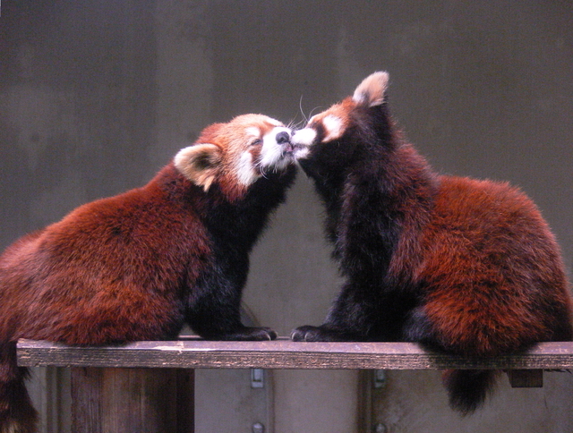 夢見ヶ崎動物公園2