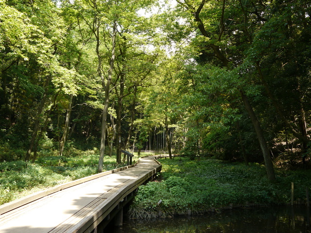 東高根森林公園