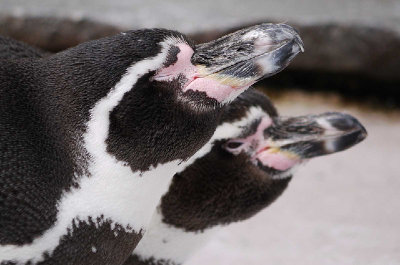 ペンギン