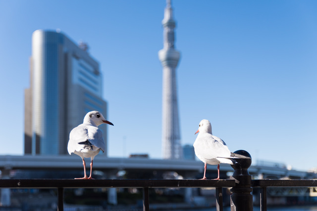 ゆりかもめとスカイツリー