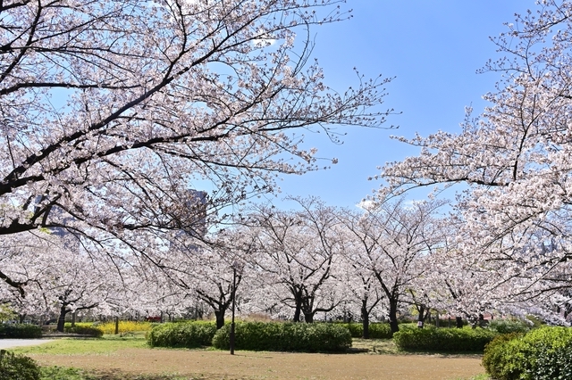 猿江恩賜公園で花見