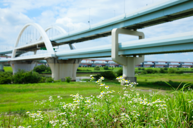 荒川の土手