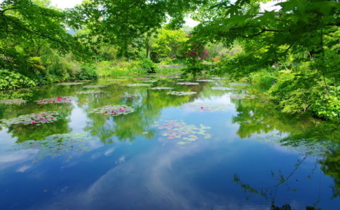 池が美しいモネの庭