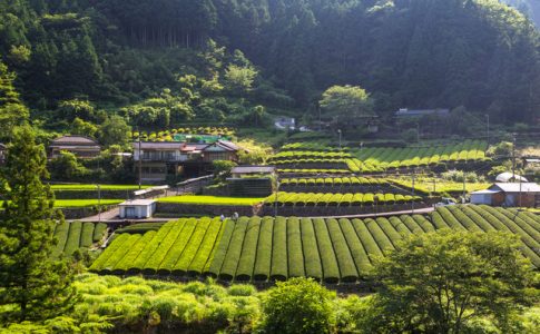 津野町