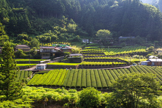 津野町