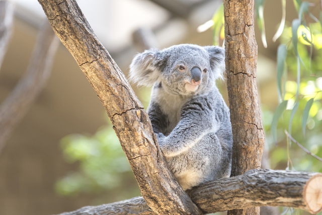 動物園のコアラ