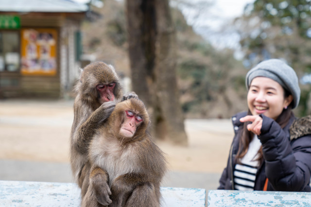 動物園の猿