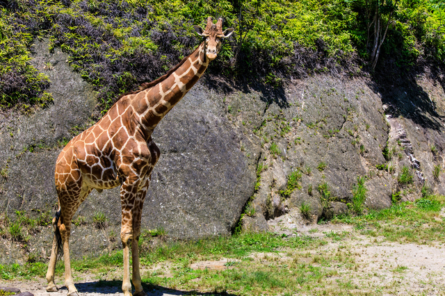 動物園のキリン