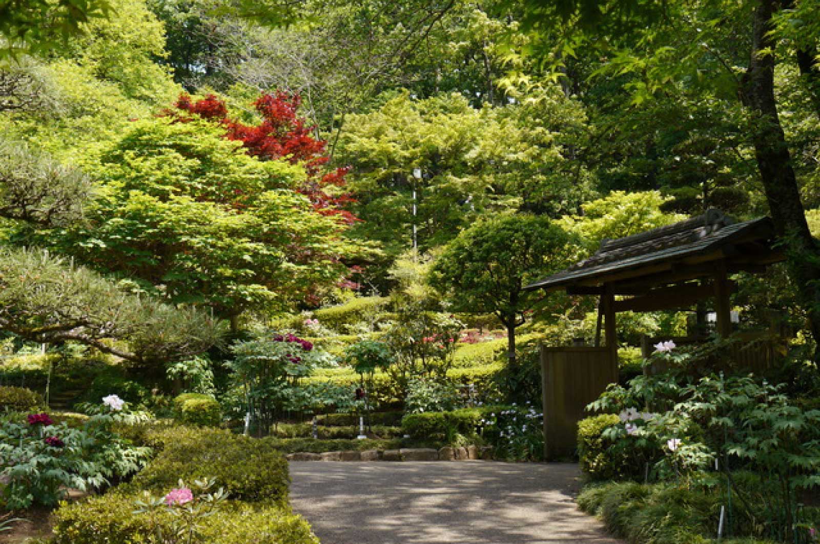 町田ぼたん園