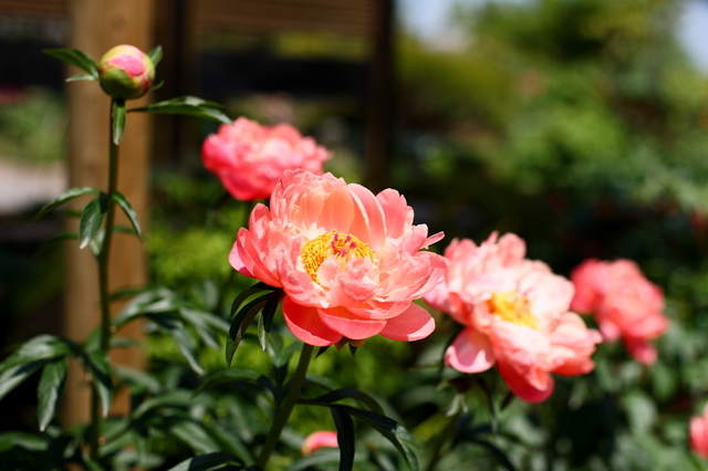 ぼたんの花