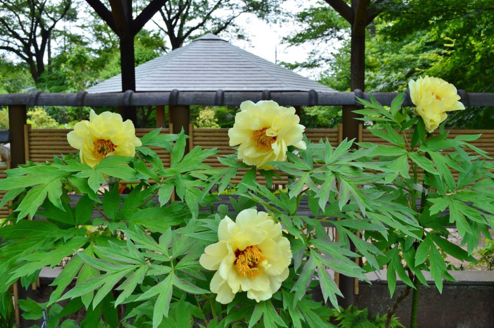 町田ぼたん園に咲くぼたんの花