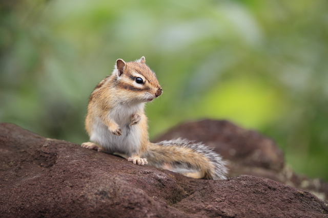 シマリス