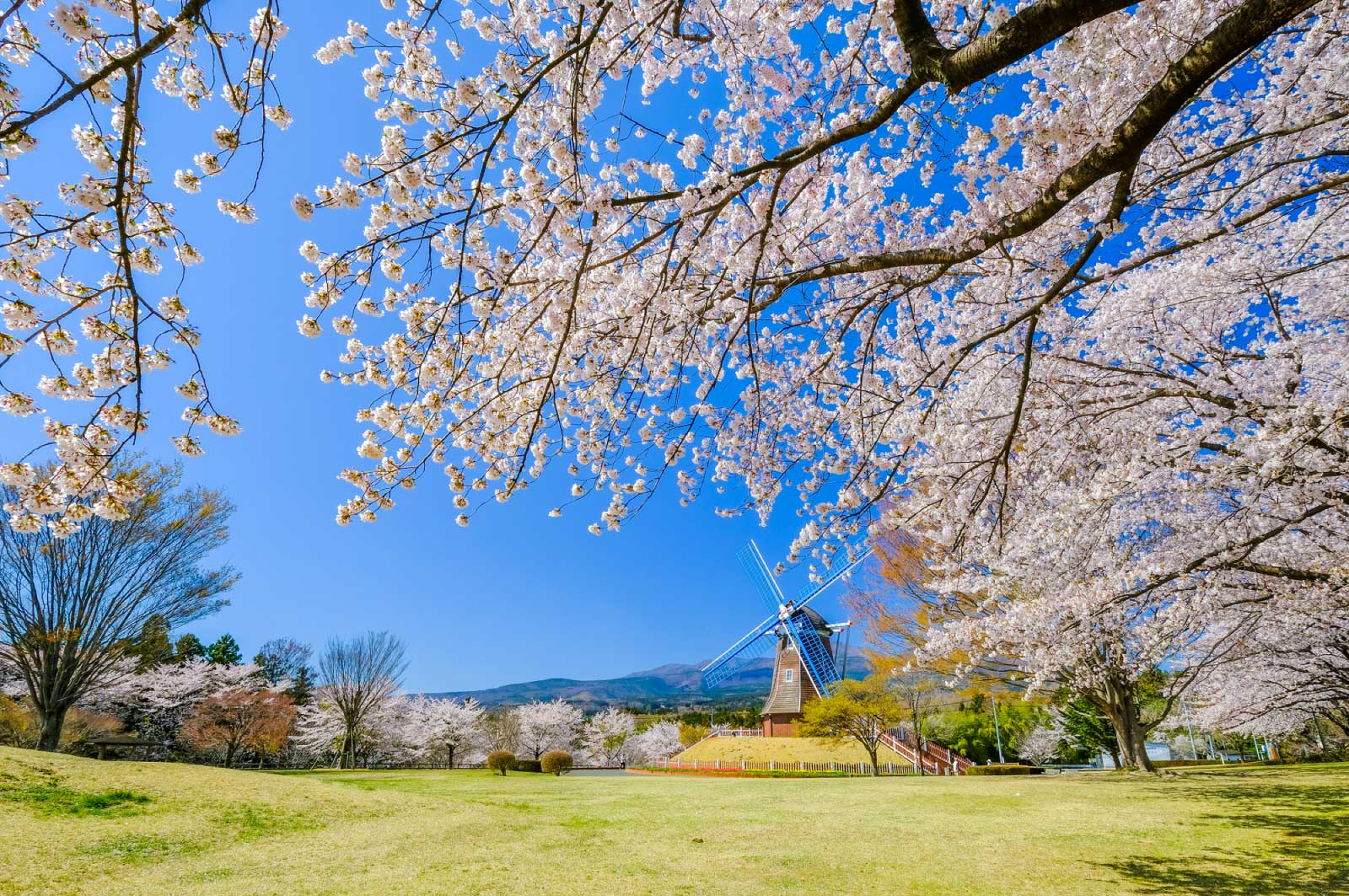 春になっていたのでたくさん花が咲いていた