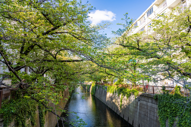 目黒川