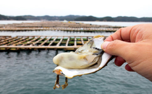 生浦湾の牡蠣