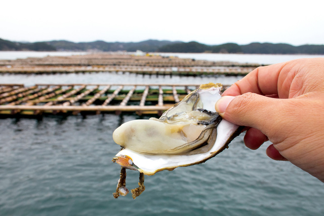 生浦湾の牡蠣