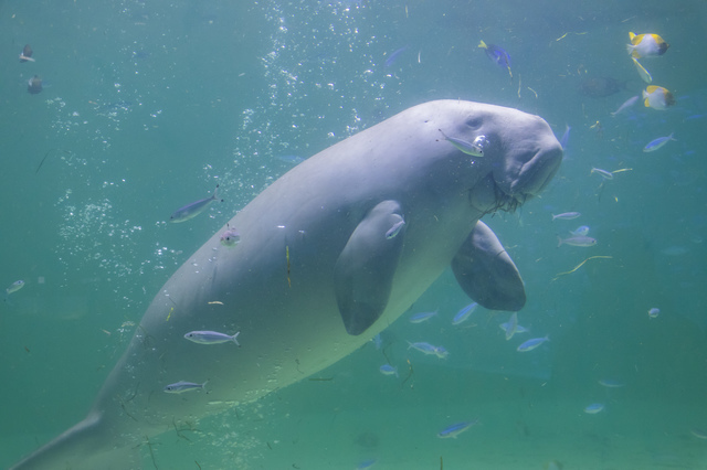 ジュゴン（鳥羽水族館）