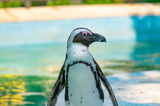 ケープペンギン