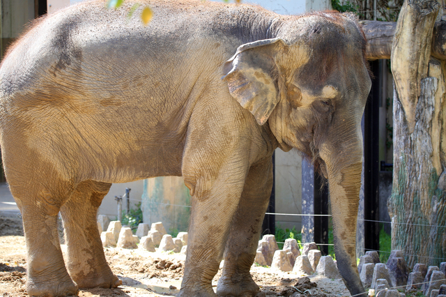 宮崎市フェニックス自然動物園のゾウ