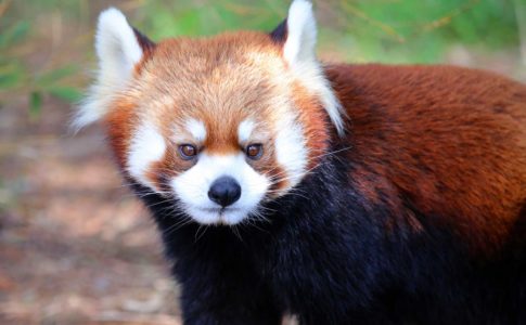 レッサーパンダ（宮崎市フェニックス自然動物園）