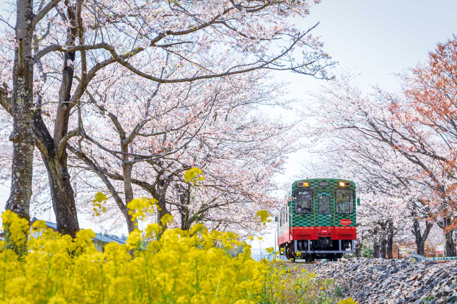 春の旅行