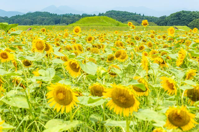 西都原古墳は広い