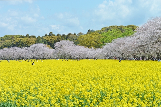 西都原古墳の桜とコスモス