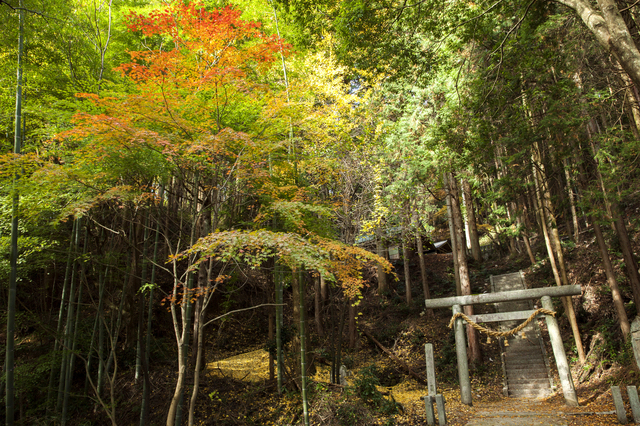 京都の紅葉