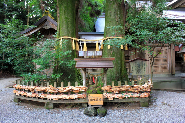 夫婦杉（高千穂神社）