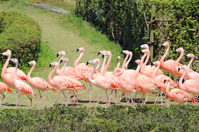 フラミンゴショー（宮崎市フェニックス自然動物園）