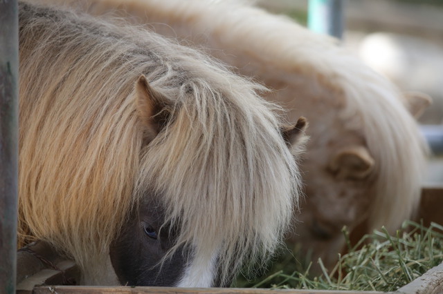 ミゼットポニー（宮崎市フェニックス自然動物園）