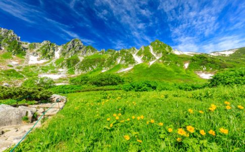 高山植物の花が咲き