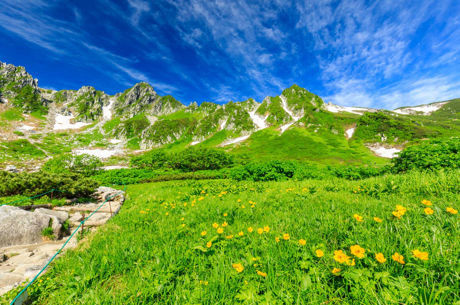 高山植物の花が咲き