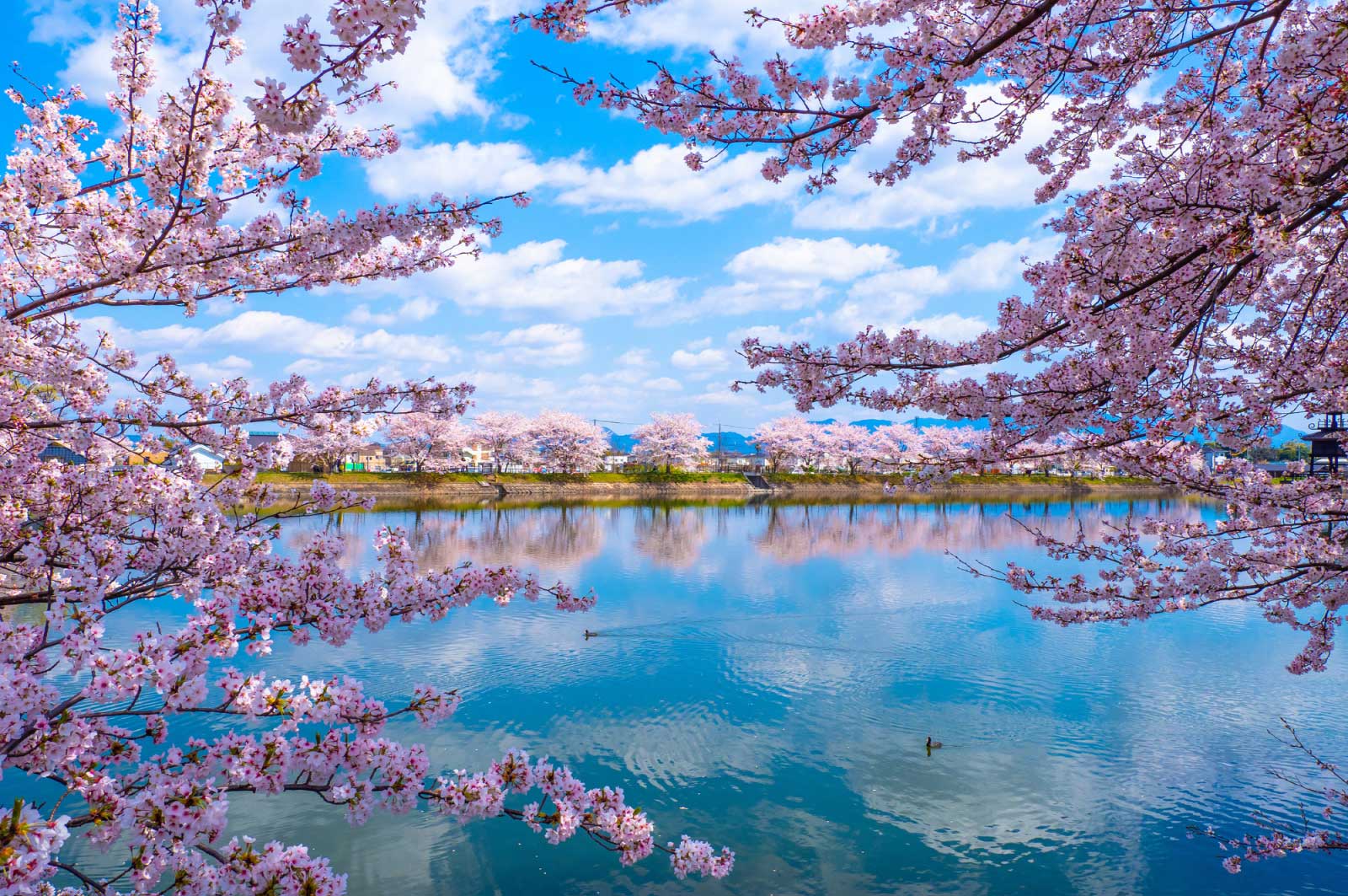 唐古・鍵遺跡史跡公園（奈良）の桜