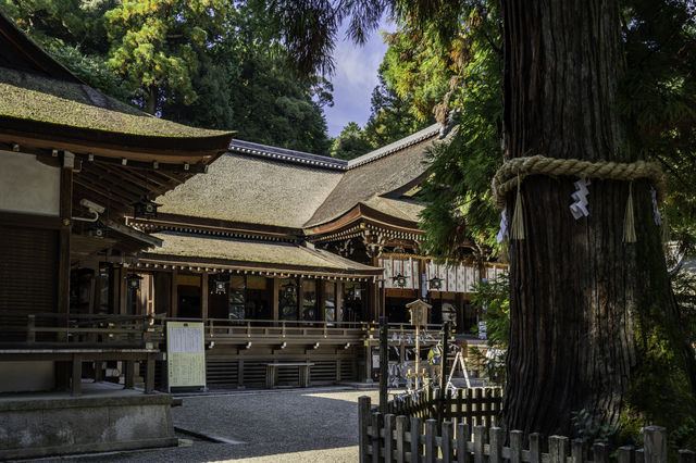 大神神社の拝殿と御神木