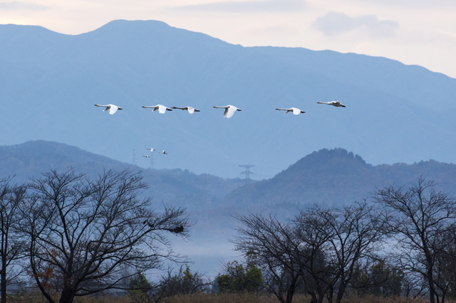 白鳥がやって来る