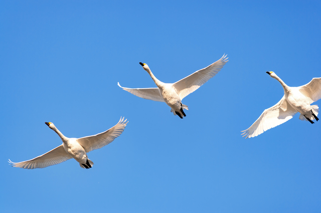 白鳥の湖