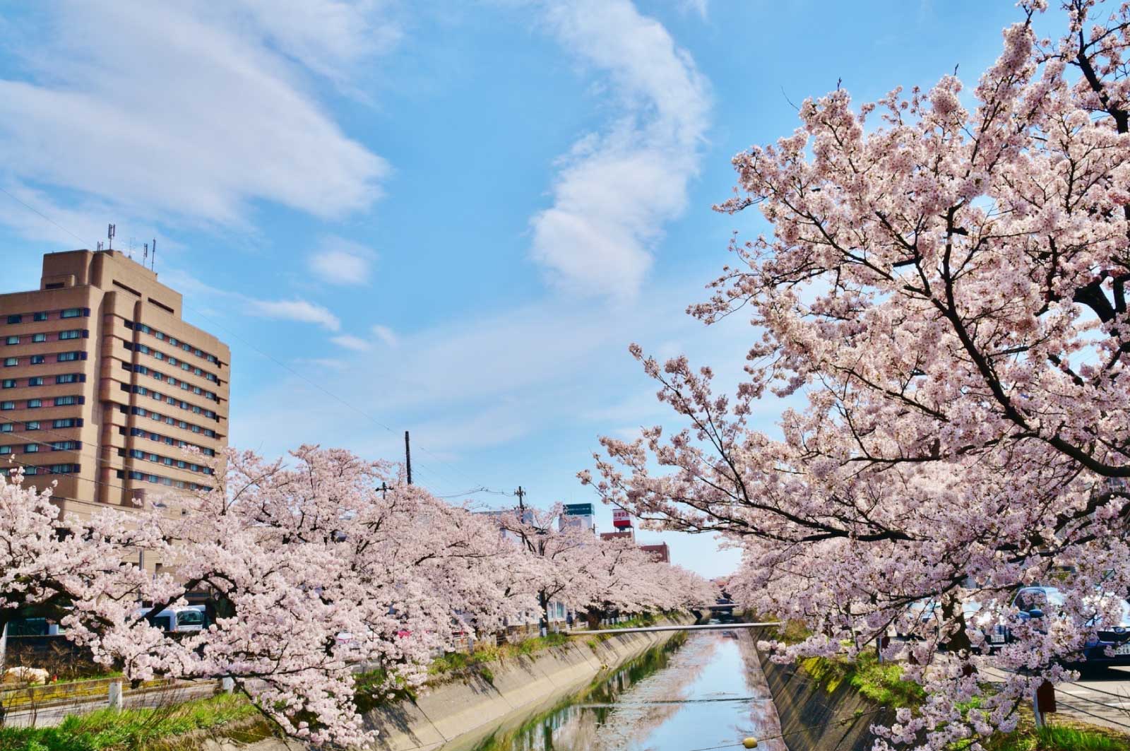 新潟県長岡市・福島江の桜