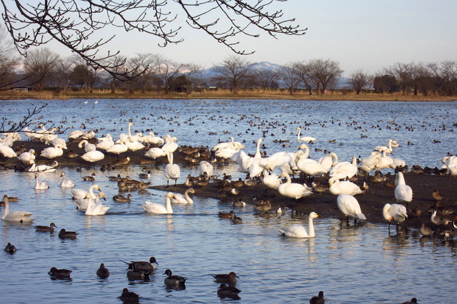 阿賀野市にある瓢湖