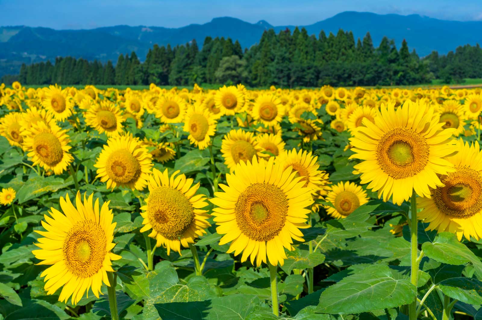 新潟県は広い