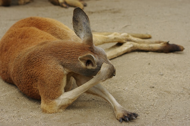 カンガルーふれあいの森