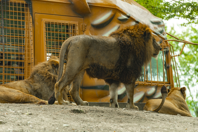 ジャングルバスとライオン