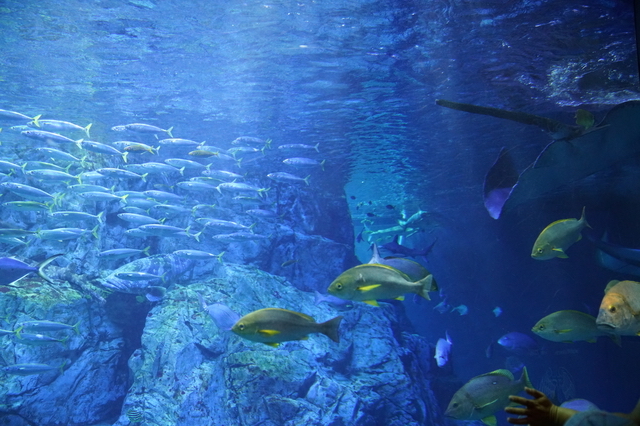 大分マリーンパレス水族館 うみたまご