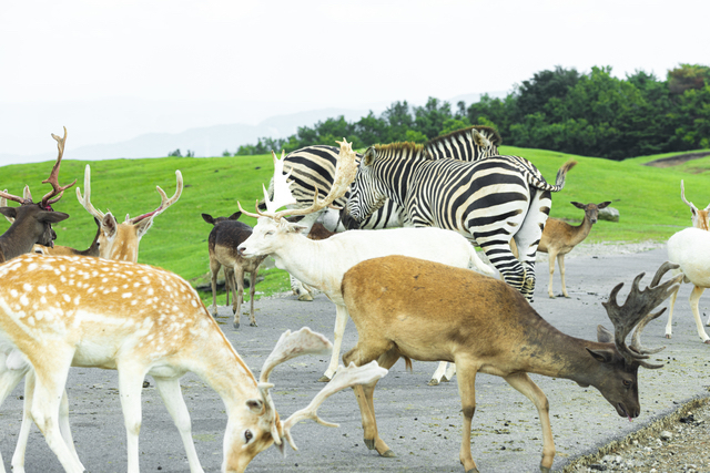 動物ゾーン（アフリカンサファリ・大分）