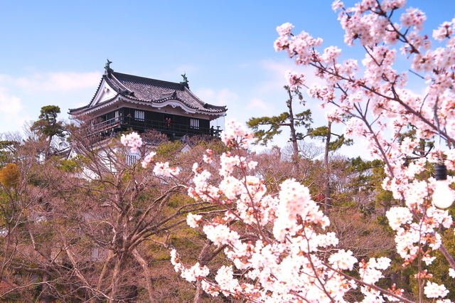 岡崎城と桜